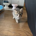 里親さんが決まりました