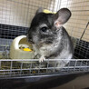 可愛いチンチラの里親探してます サムネイル2