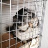 可愛いチンチラの里親探してます サムネイル3