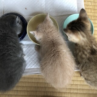 キジとクリームちゃん