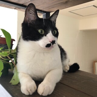 【スリゴロが止まらない男】甘えん坊なかまっちょくん