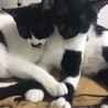 ごーあい