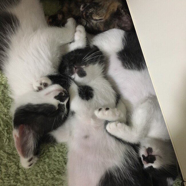 ごーあいのカバー写真