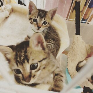 譲渡決定・4/10産まれの懐っこい4兄妹です