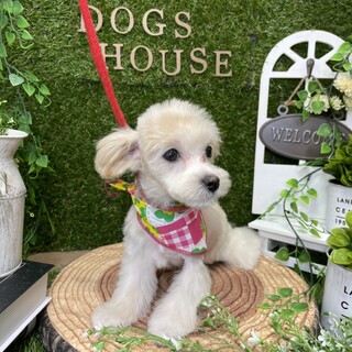 締め切り＊MIX犬（マルプー）の里親さん募集♡