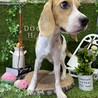 募集締切  ビーグル1歳　いつもご機嫌な男の子 サムネイル2