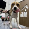 募集締切  ビーグル1歳　いつもご機嫌な男の子 サムネイル3