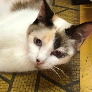 可愛いお顔の、パステル三毛のあやちゃん！