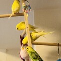 セキセイインコ（生後５～６ヶ月）の里親さん募集