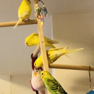 セキセイインコ（生後５～６ヶ月）の里親さん募集