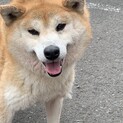 柴犬の小麦ちゃん