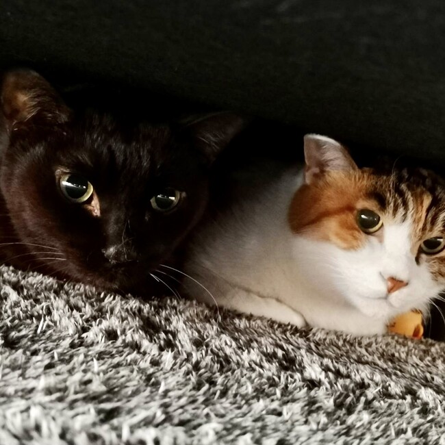 エステルにゃんのカバー写真