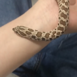 【セイブシシバナヘビ】里親募集(一時停止中)