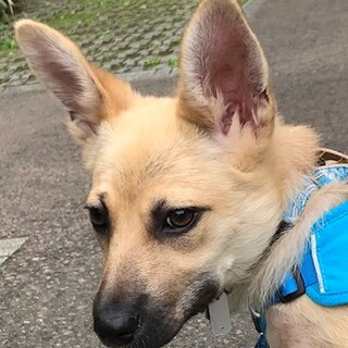 伸び代一杯！可愛い鼻黒子犬メスたえ