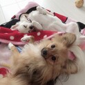 二匹一緒にお迎えいただける方