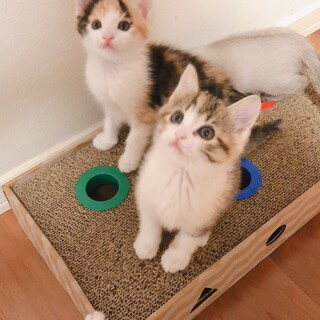 ※募集停止※三毛三毛コンビ♪