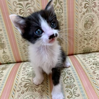 里親さま決まりました☆