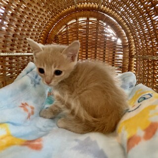 里親さま決まりました☆