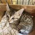 【甘えん坊のかまってちゃん】剣心君/兄弟ペア