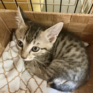 【甘えん坊のかまってちゃん】剣心君/兄弟ペア