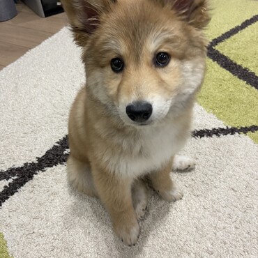 キツネ顔ふわりさん
