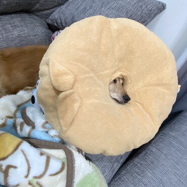 豆柴三兄弟の円座布団の穴から、顔出しして寝る小次郎さん