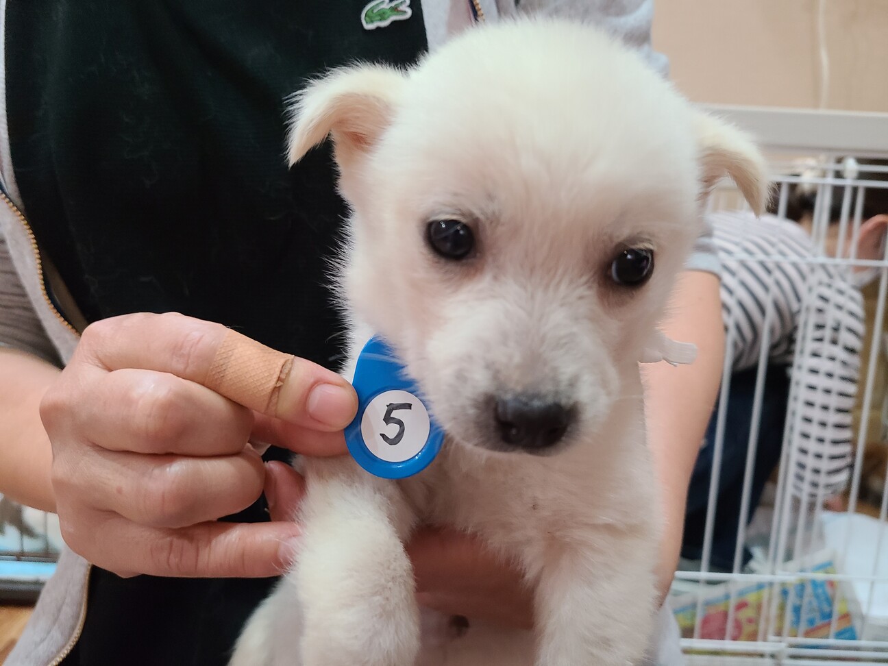 子犬ちゃんの家族を探しています 愛知県 犬の里親募集 ペットのおうち 月間利用者150万人