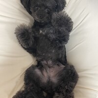 ぽてまる