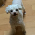 小さな白トイプー、おっとりの「ゆきちゃん」