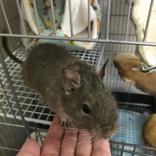 1歳のブルーデグー ♂