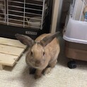 ミニうさぎ里親募集