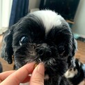 9歳 黒白シーズー さくらちゃん
