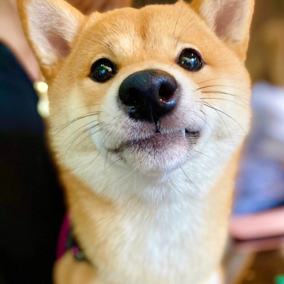 ぽてちのカバー写真