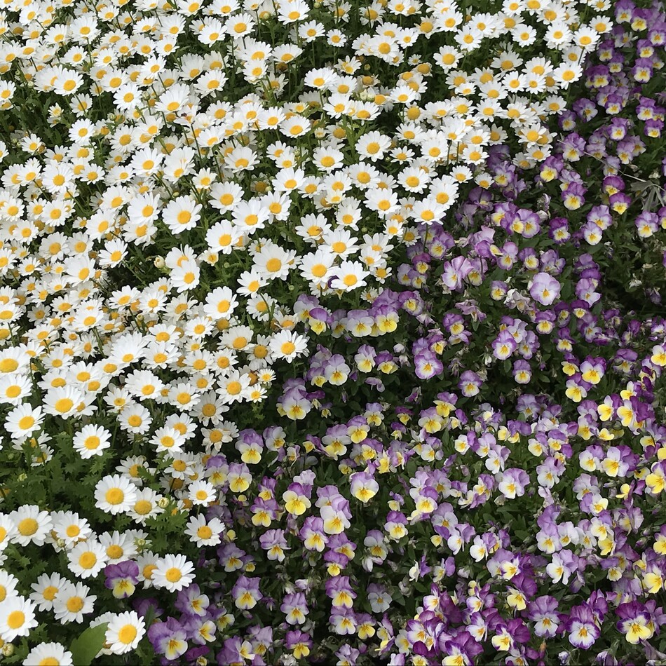 ハンナのカバー写真