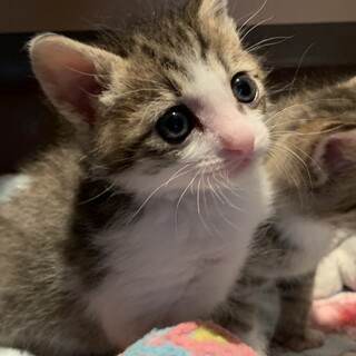 ありがとうございました★可愛い雉白ナイルくん