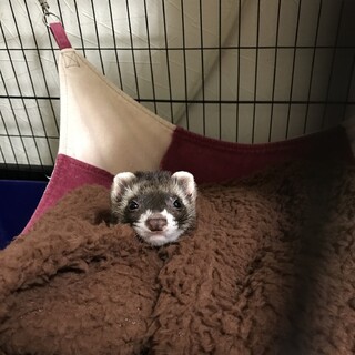 フェレットの里親募集