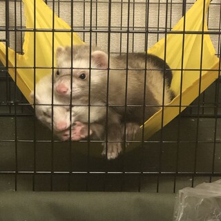 仲良しな兄妹フェレットです