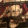 仲良しな兄妹フェレットです サムネイル2