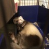 仲良しな兄妹フェレットです サムネイル3
