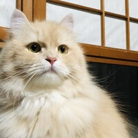 レオ