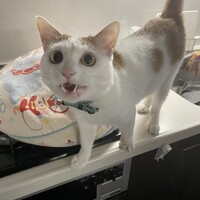 テト
