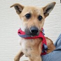 保護犬を迎えませんか？♂