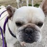 フレンチブルドックのリンゴちゃん♀５才 サムネイル2