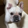 フレンチブルドックのリンゴちゃん♀５才 サムネイル3