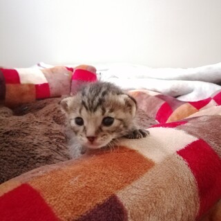 カワイイきじとら