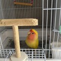 一旦里親募集終了します。