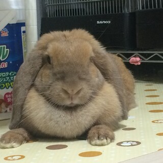 ポーランドロップの里親探しています。