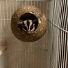 たかっくま