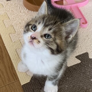 甘えん坊のキジ白