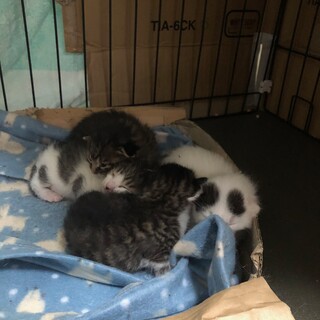 ヤンチャーズ、トライアルが決まりました♪